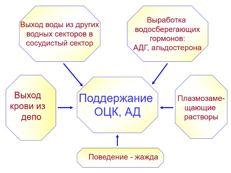Поддержание  ОЦК, АД Выработка  водосберегающих гормонов: АДГ, альдостерона Выход воды из других